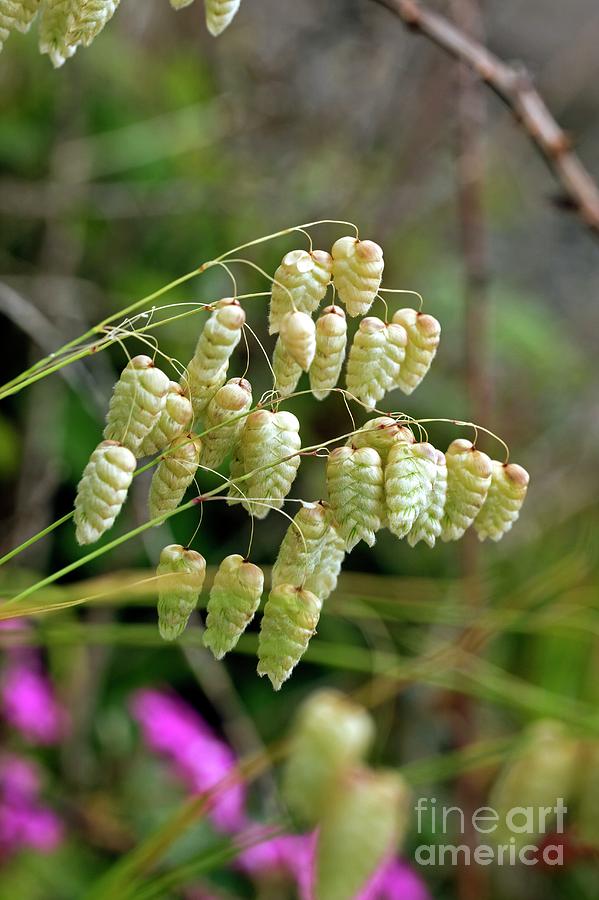 Summer Photograph - Quaking Grass (briza Maxima) by Dr Keith Wheeler/science Photo Library
