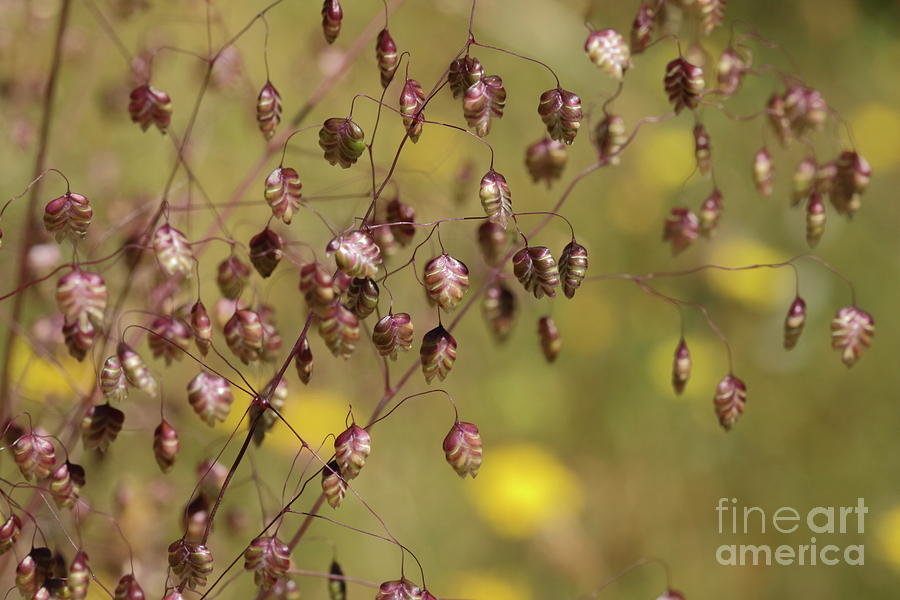 Quaking grass Photograph by Peter Skelton
