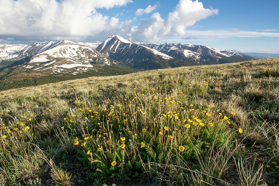 Quandary Peak Tundra Flowers Photograph by Aaron Spong