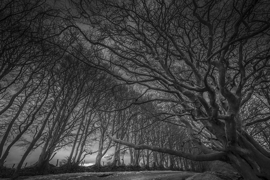 Sunset Photograph - Quantock Avenue Of Trees by David Leyland