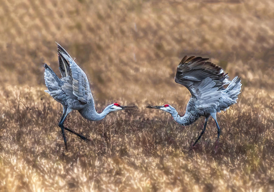 Quarreling Sandhill Cranes Photograph by Nancy Niu | Fine Art America