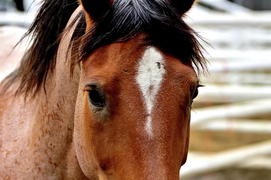 Quarter Horse Portrait Photograph by Jerry Sodorff