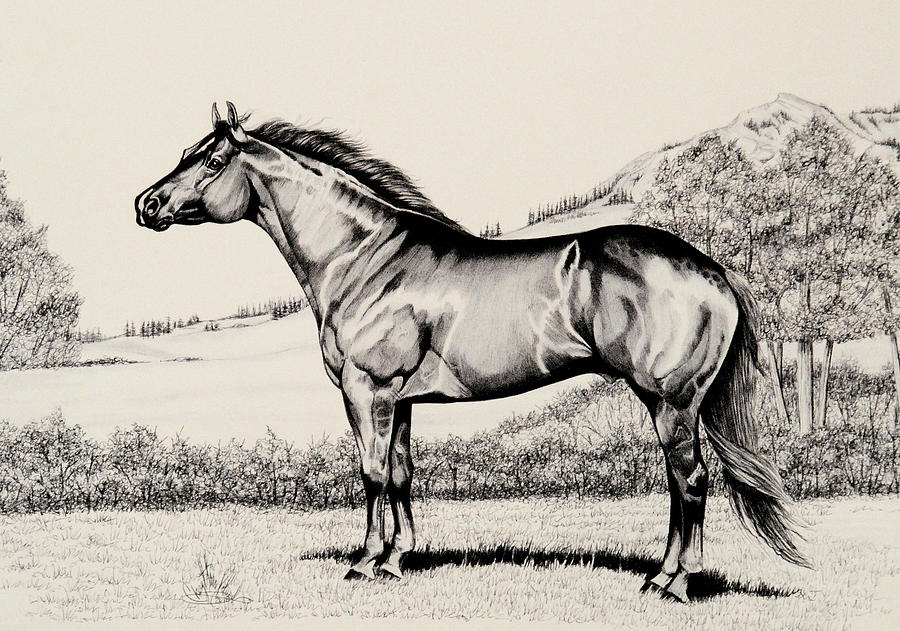 Quarter Horse Show Drawing by Cheryl Poland Fine Art America