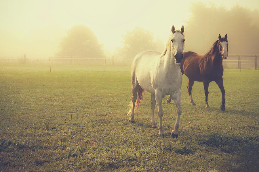 Quarter Horses In Morning Fog Photograph by Rebecca Nelson