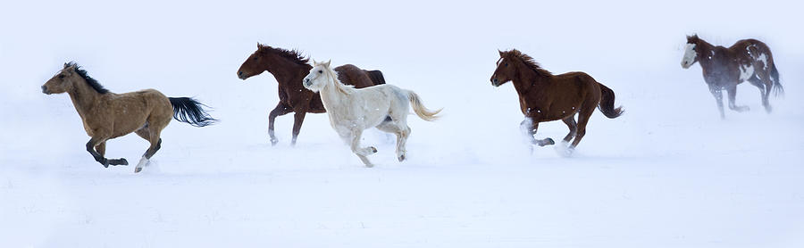 Quarter Horses Running Snowy Fields Photograph by Darrell Gulin