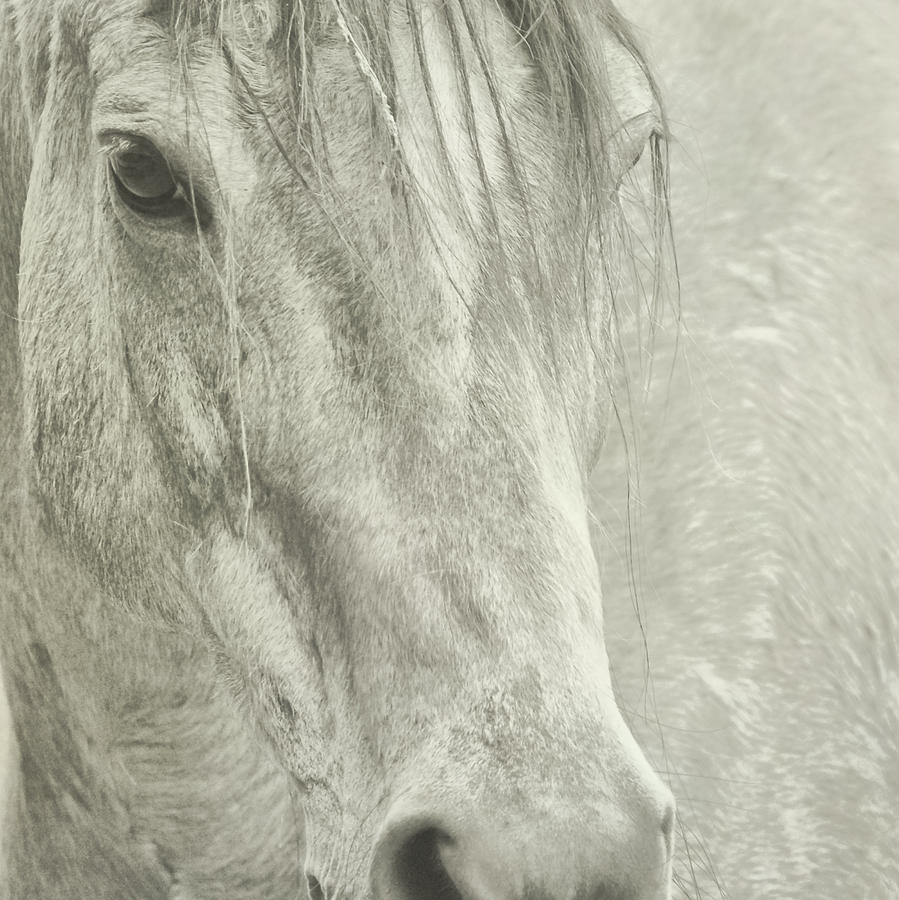 Quarter Stallion Photograph by JAMART Photography