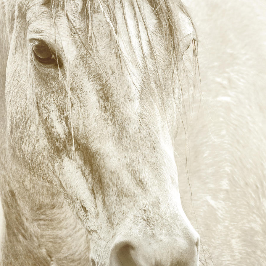 Horse Photograph - Quarter Stud by JAMART Photography