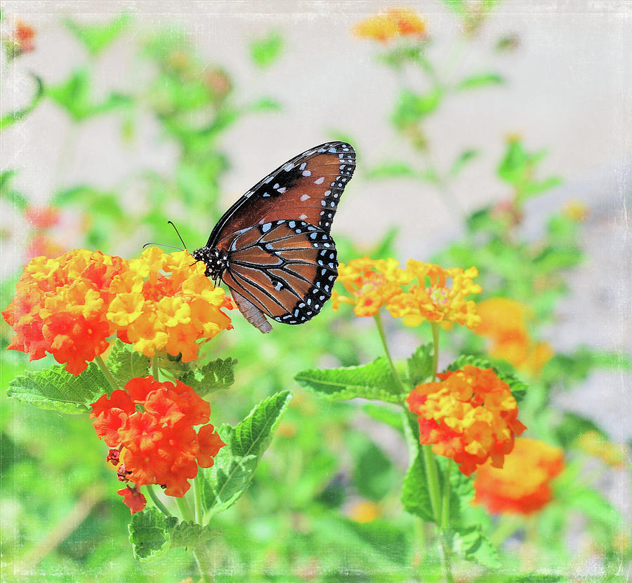 Fort Worth Photograph - Queen Amongst Flowers by Linda Trine