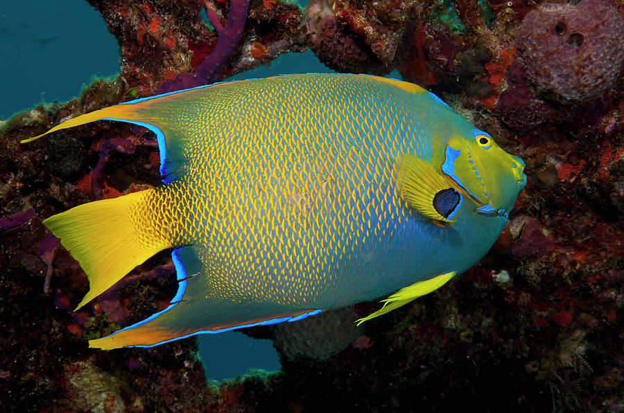 Queen Angel Angelfish, Turks And Caicos Photograph by Dickson Images