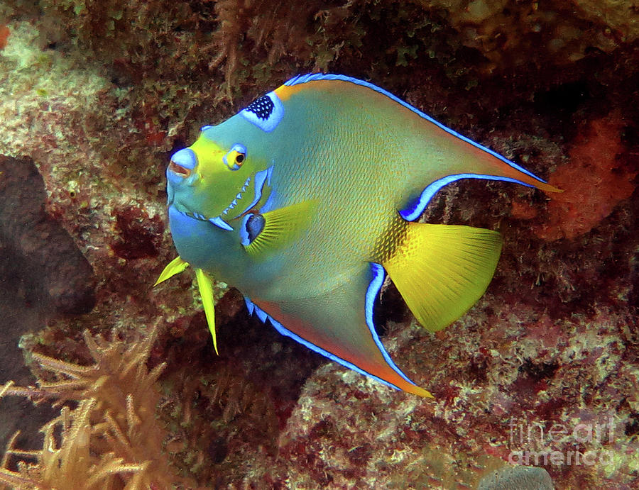 Queen Angelfish 41 Photograph by Daryl Duda