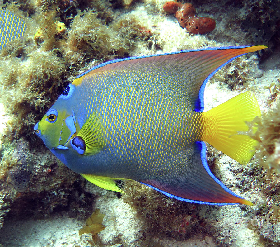 Queen Angelfish 43 Photograph by Daryl Duda