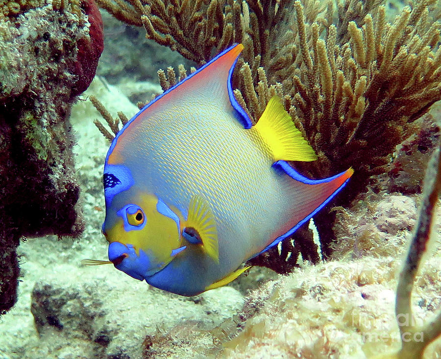 Queen Angelfish 45 Photograph by Daryl Duda