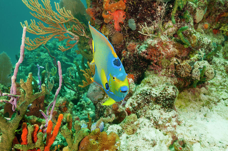 Queen Angelfish And Reef Photograph by Michele Westmorland