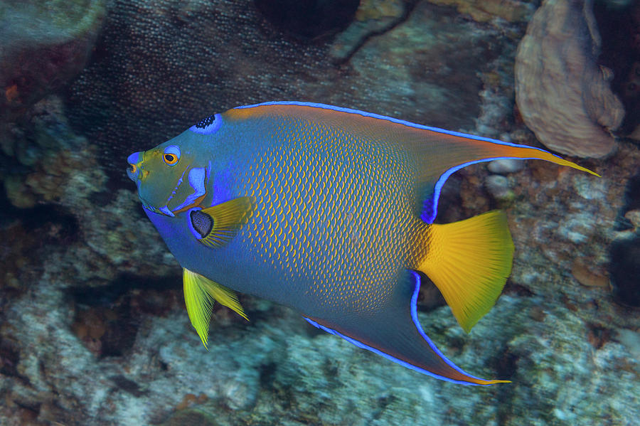 Queen Angelfish Reef Safe