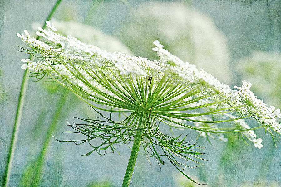 Queen Annes Lace 3 Photograph by Cindi Ressler