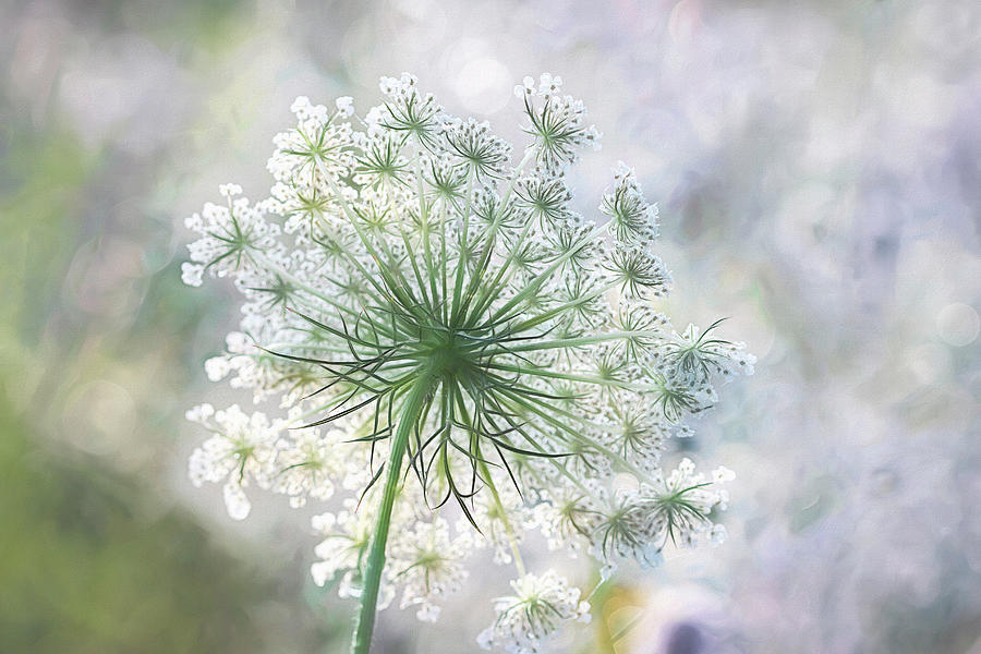 Queen Annes Lace 4 Photograph by Cindi Ressler