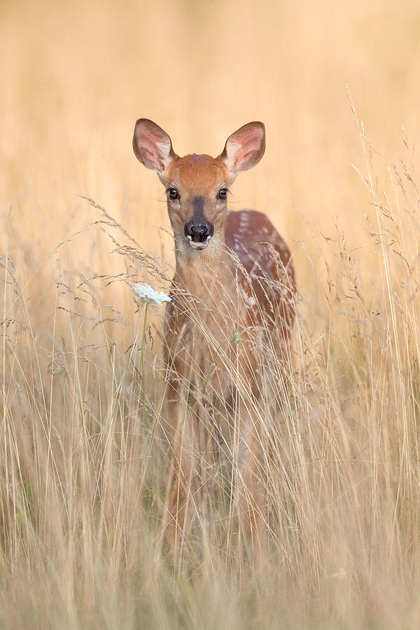 Shenandoah National Park Photograph - Queen Annes Lace & Fawn by Nick Kalathas