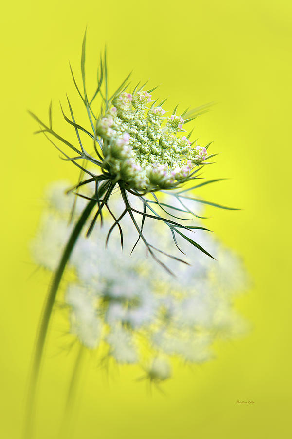 Queen Annes Lace Flower Photograph by Christina Rollo