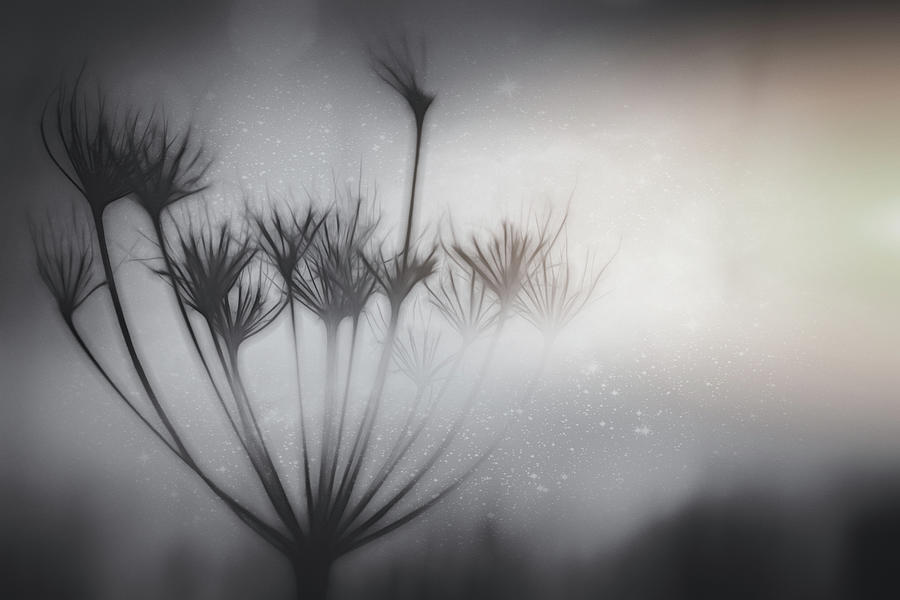 Queen Annes Lace Ghostly Winter Light Photograph by Carol Japp
