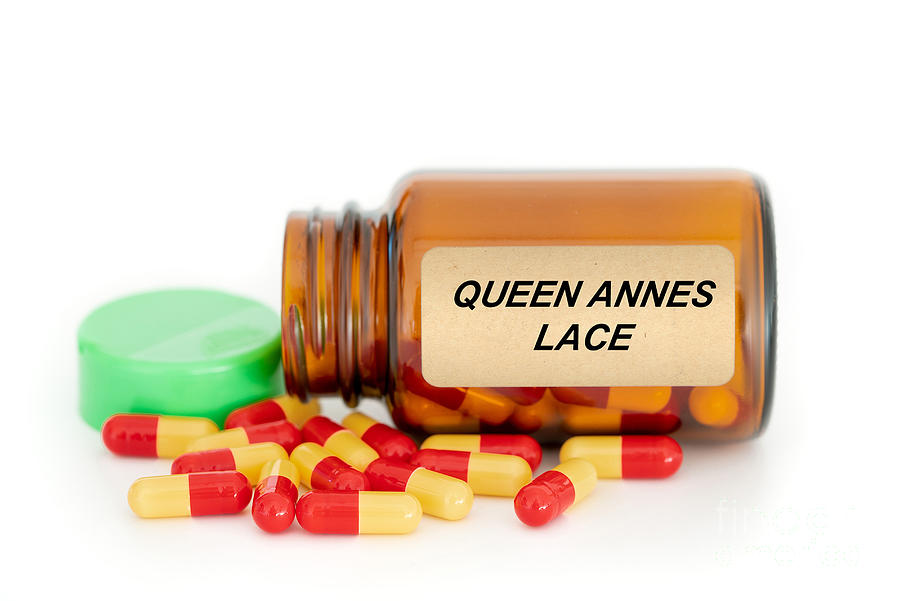 Queen Annes Lace Herbal Medicine Photograph by Science Photo Library Queen Annes Lace Herbal Medicine Photograph by Science Photo Library