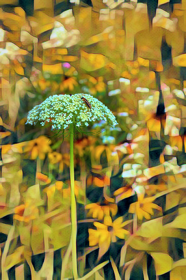 Queen Annes Lace in Golds Photograph by Debra and Dave Vanderlaan