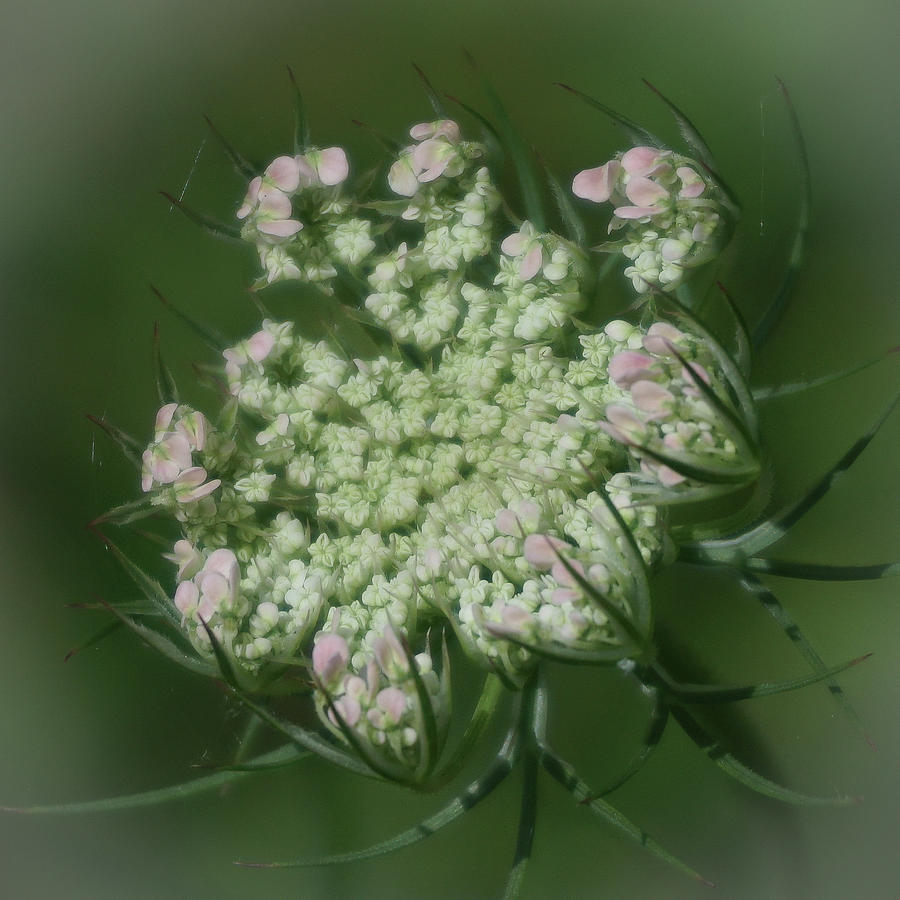 Queen Annes Lace in Waiting Photograph by Tana Reiff