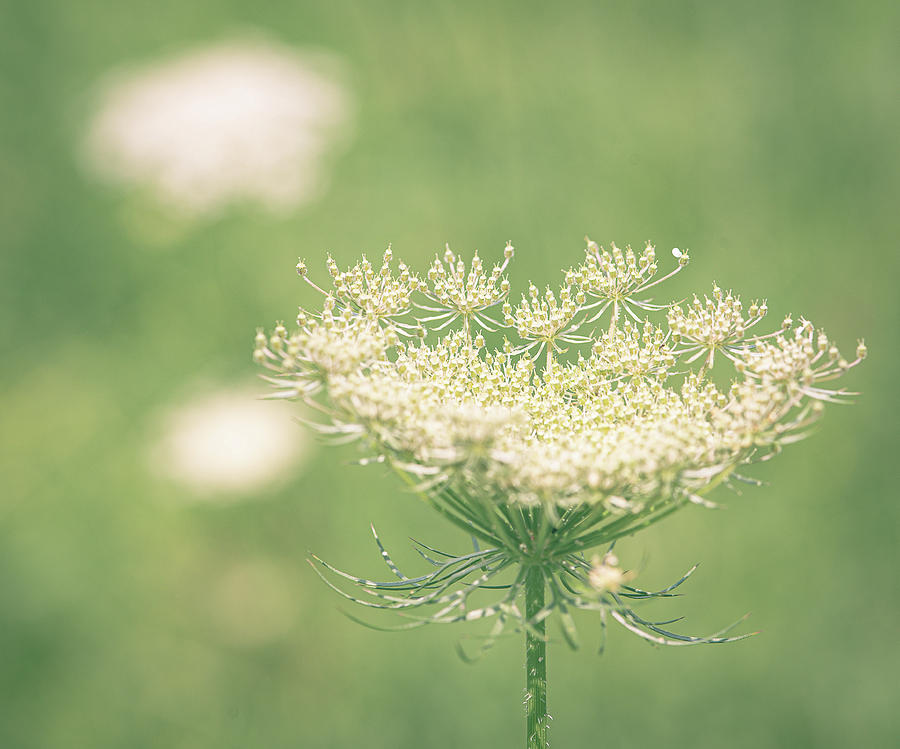 Queen Annes Lace Photograph by Lori Rowland