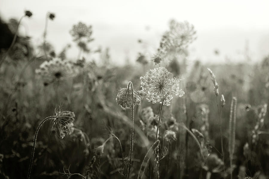Queen Annes Lace, No. 1 Photograph by Brooke T Ryan