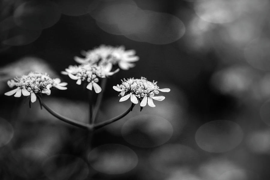 Queen Anns Lace Black and White Photograph by Judy Vincent