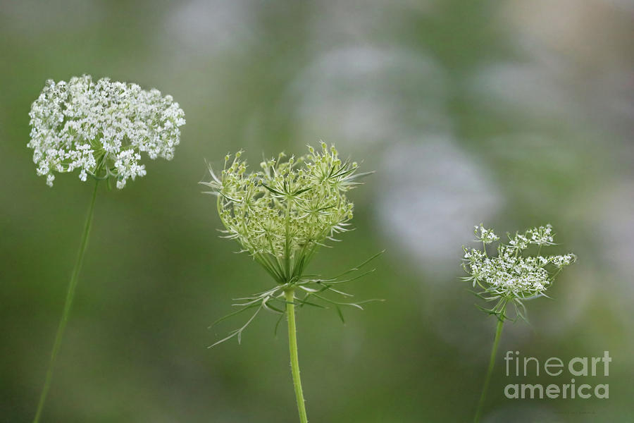 Queen Anns Lace Trio Photograph by Sandra Huston