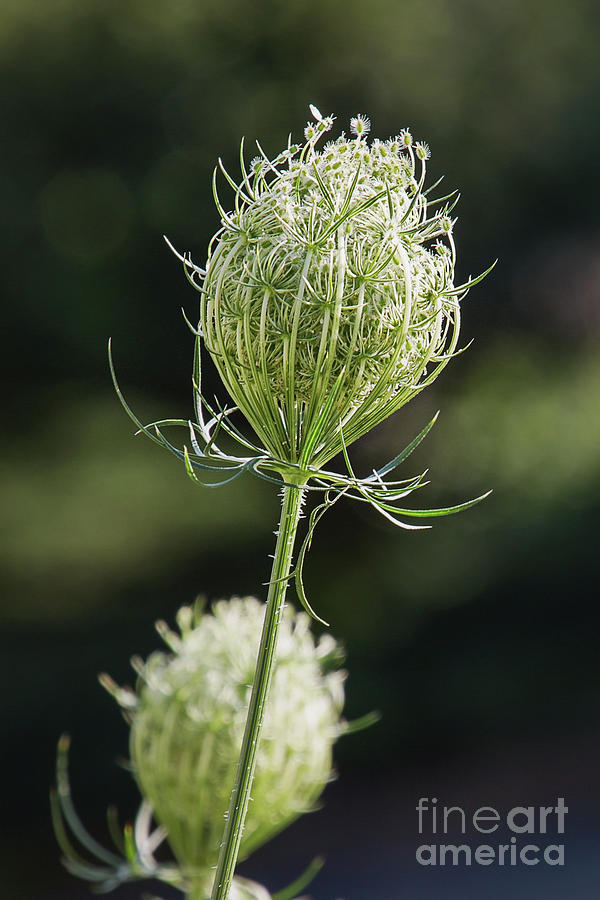 Queen Anns Lace Vertical Photograph by Sharon McConnell