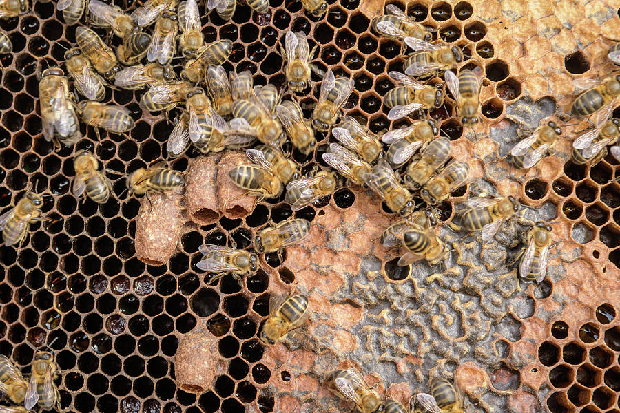 Queen Bee Cones In Honeycomb Photograph by Cavan Images - Fine Art America