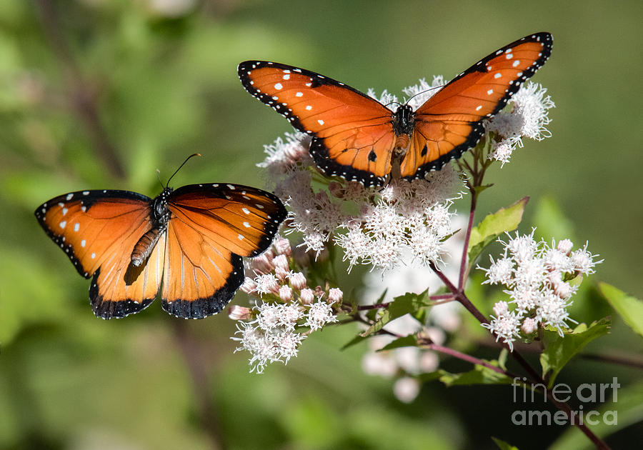 Queen Butterflies Photograph by Lisa Manifold