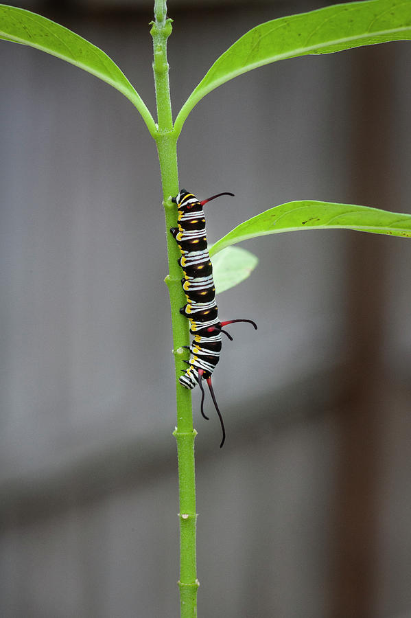 Queen Butterfly Danaus Gilippus,Queen Caterpillar 101 Photograph by Rich Franco