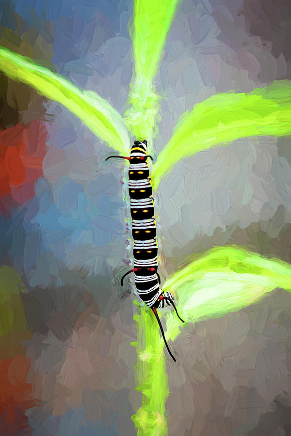 Queen Butterfly Danaus Gilippus,Queen Caterpillar 102 Photograph by Rich Franco