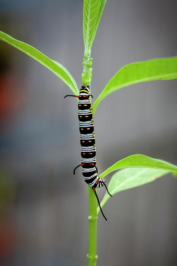 Queen Butterfly Danaus Gilippus,Queen Caterpillar 103 Photograph by Rich Franco