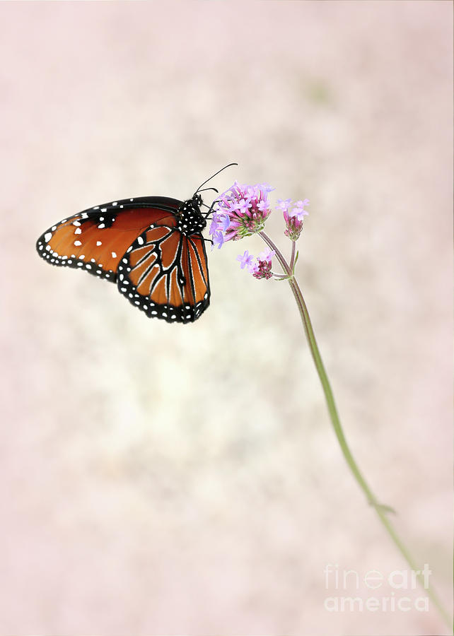 Queen Butterfly in the Pink Photograph by Sabrina L Ryan