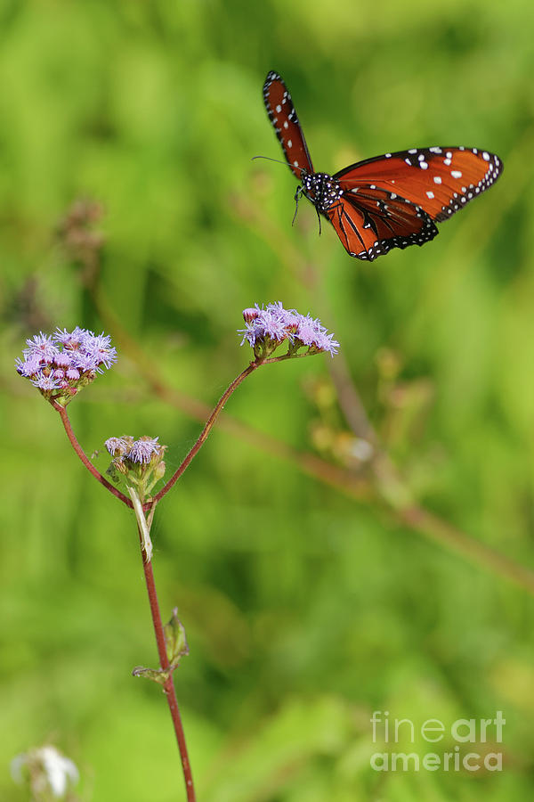 Queen Butterfly Landing Photograph by Natural Focal Point Photography