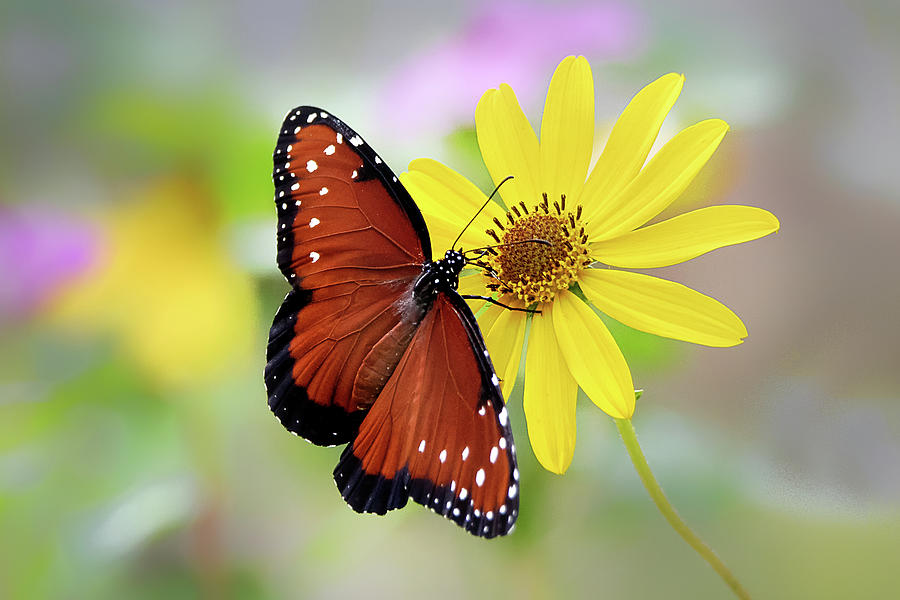 Queen Butterfly Photograph by Nina Ehmer - Fine Art America