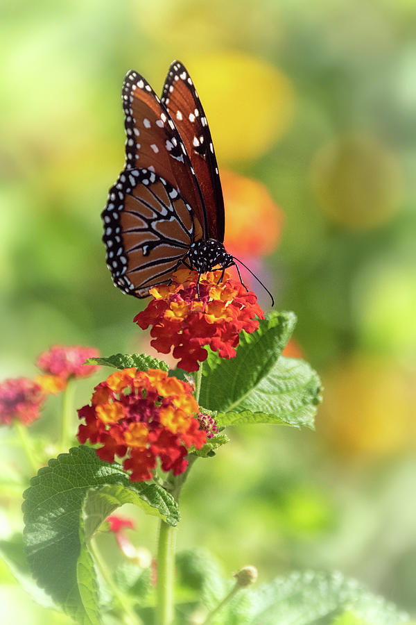 Queen Butterfly On Lantana  Photograph by Saija Lehtonen