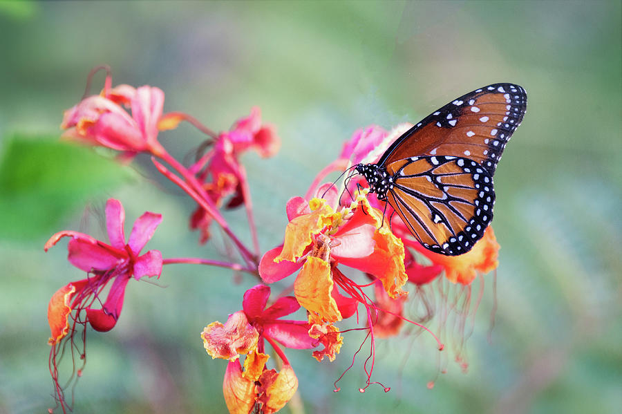 Queen Butterfly on Mexican Bird Of Paradise  Photograph by Saija Lehtonen