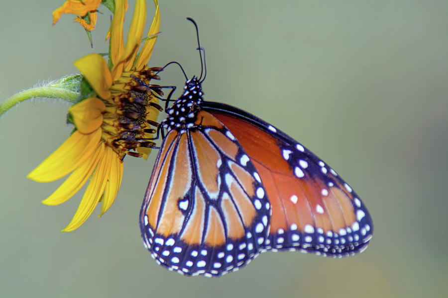 Sunflower Photograph - Queen Butterfly on Sunflower 3735-100918 by Tam Ryan