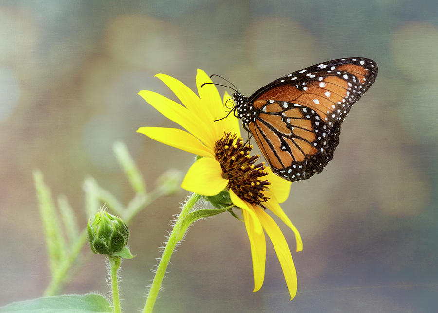 Queen Butterfly On Sunflower  Photograph by Saija Lehtonen