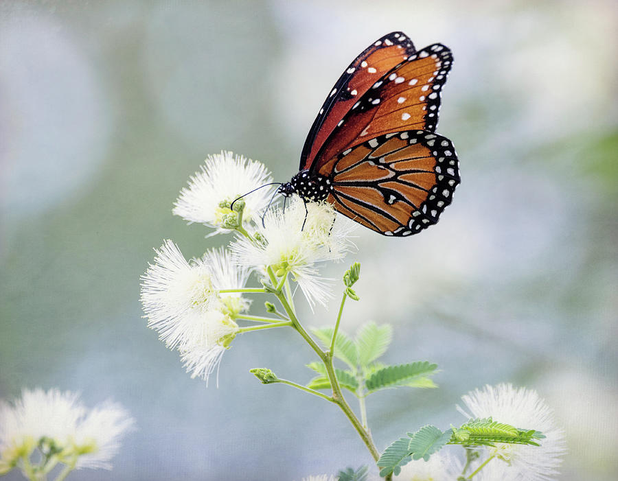 Queen Butterfly On White Fairy Duster  Photograph by Saija Lehtonen