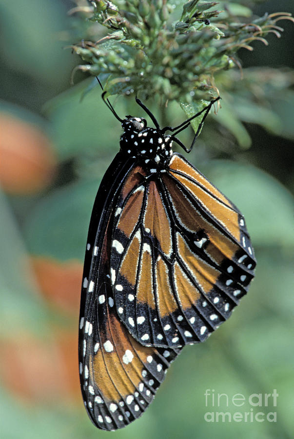 Wings Of Wonder: Your Guide To New Jersey Butterfly Campground