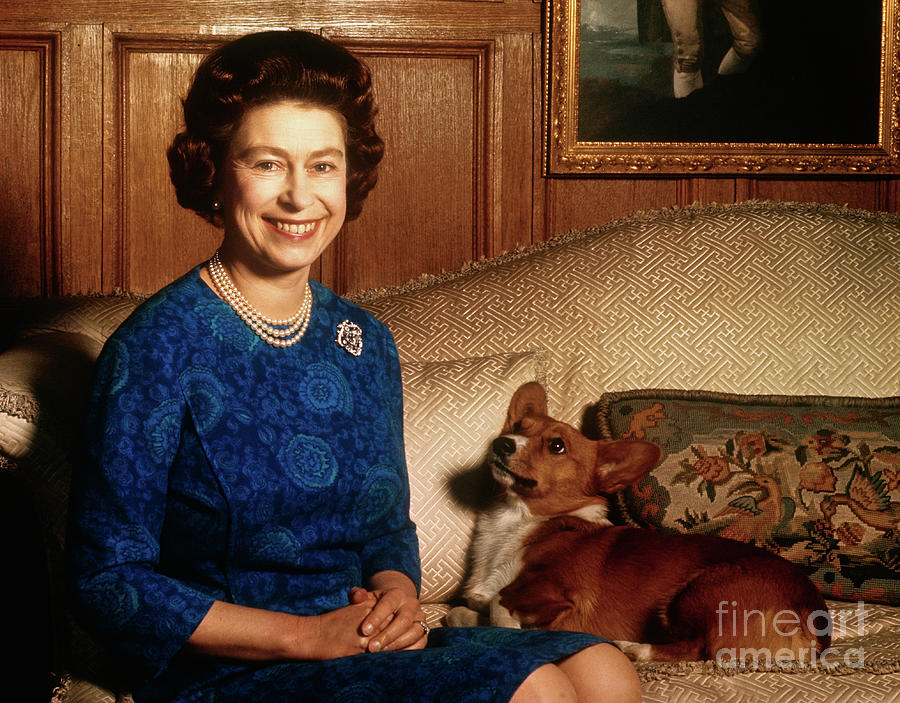 Queen Elizabeth II With Corgi Photograph by Bettmann