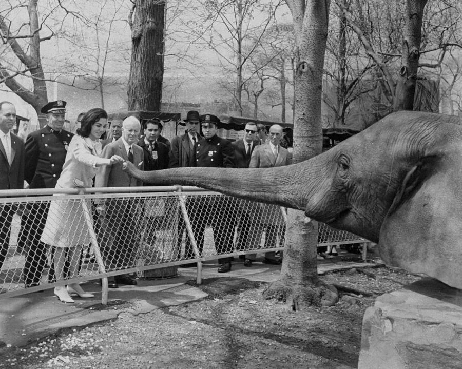 Queen Farah Of Iran Feeds An Elephant Photograph by New York Daily News Archive