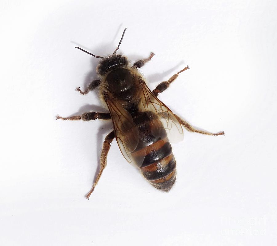 Queen Honey Bee (apis Mellifera) Photograph by Cordelia Molloy/science Photo Library