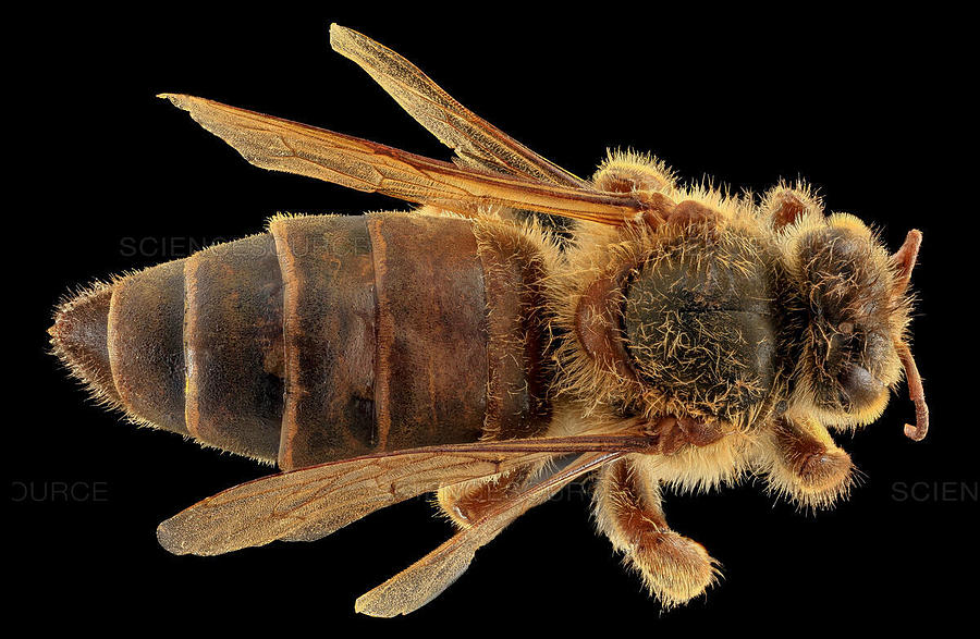 Queen Honey Bee Photograph by Science Source - Pixels