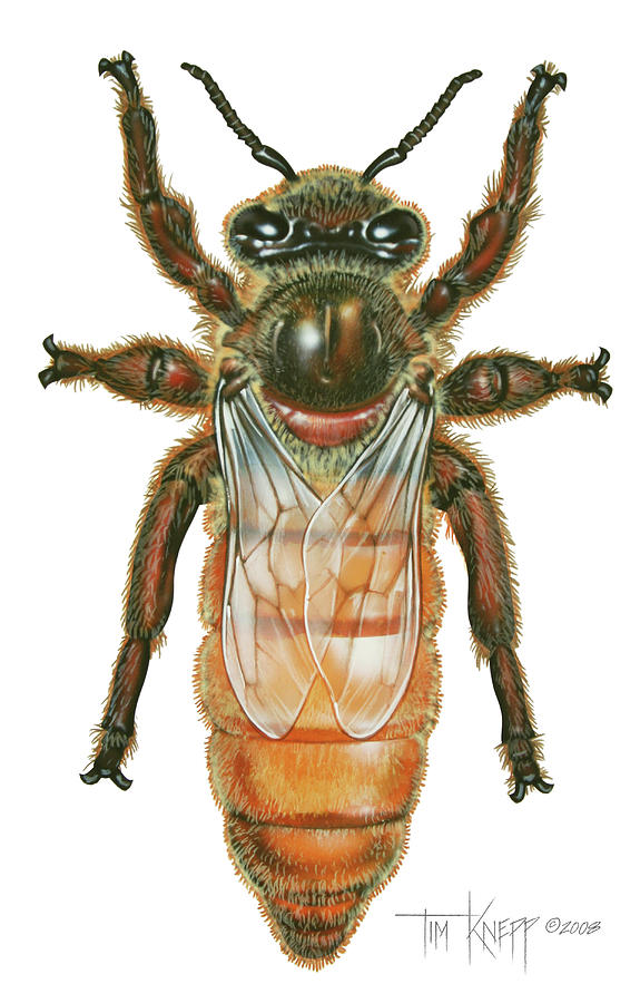 Honey Bee Painting - Queen Honey Bee by Tim Knepp